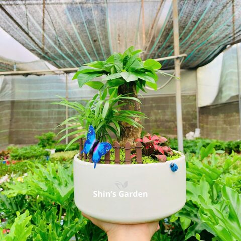 Cây Hoa Sứ Trong Phong Thủy: Ý Nghĩa, Vị Trí Đặt Và Cách Chăm Sóc Chuẩn