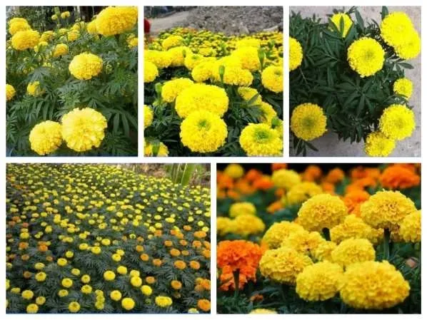 Hoa vạn thọ nhiều màu sắc rực rỡ trong chậu