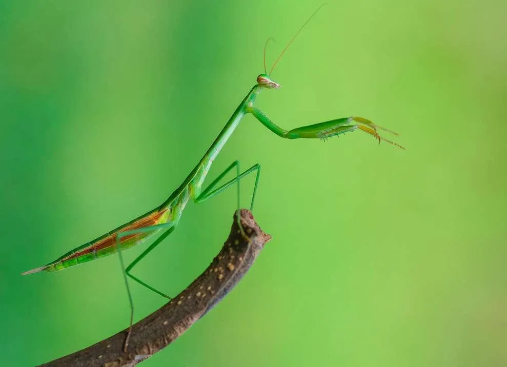 Ong mật đang thu mật từ hoa, thể hiện vai trò thụ phấn quan trọng của côn trùng