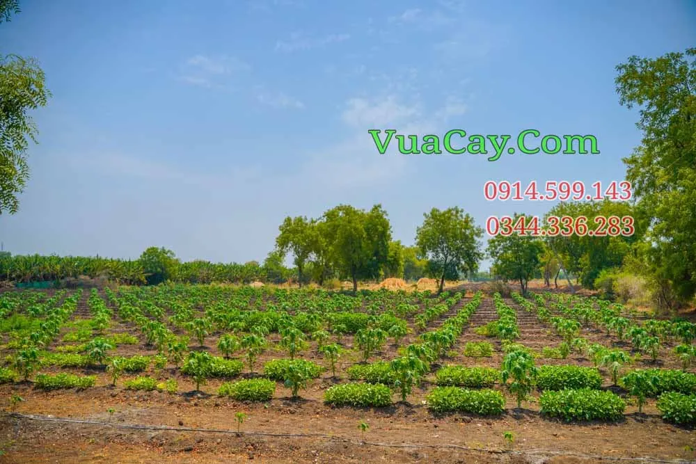 Trang trại đu đủ lùn Thái Lan quy mô lớn với năng suất ổn định