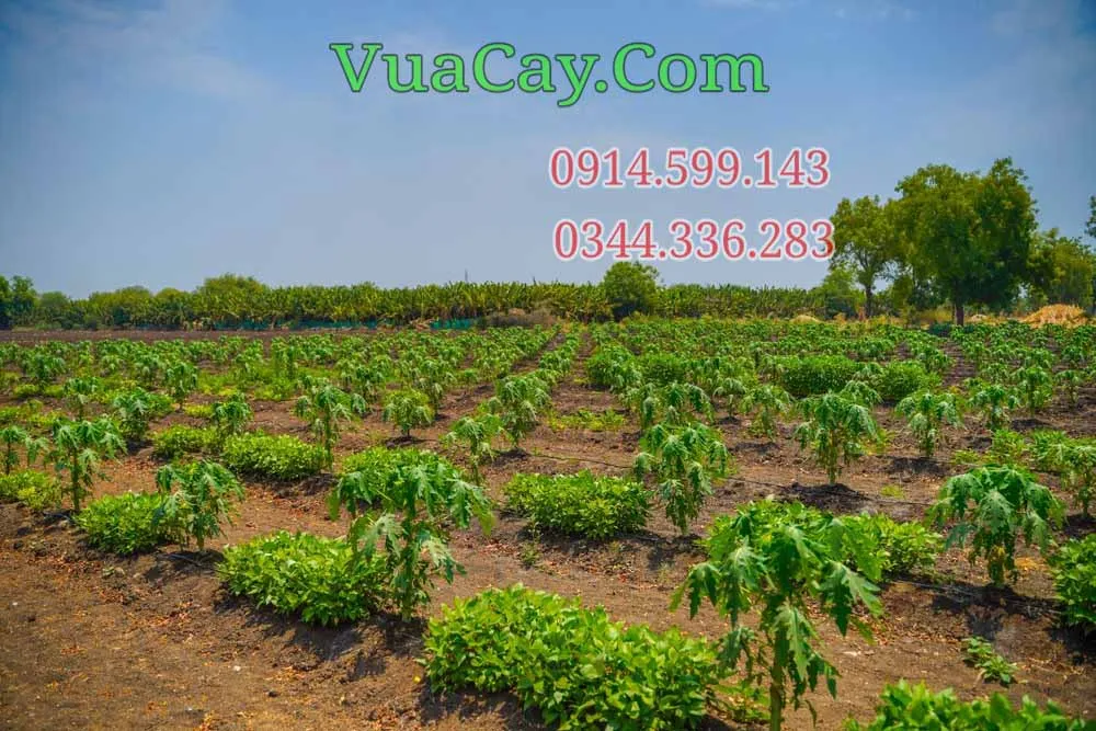 Vườn đu đủ lùn đang trong giai đoạn ra trái