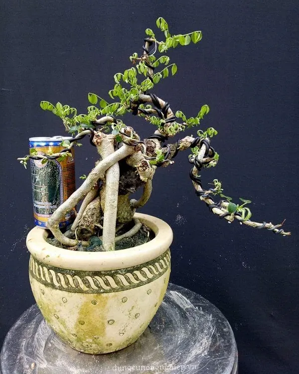 Ảnh minh họa dây nhôm đen dùng để uốn cây cảnh nghệ thuật