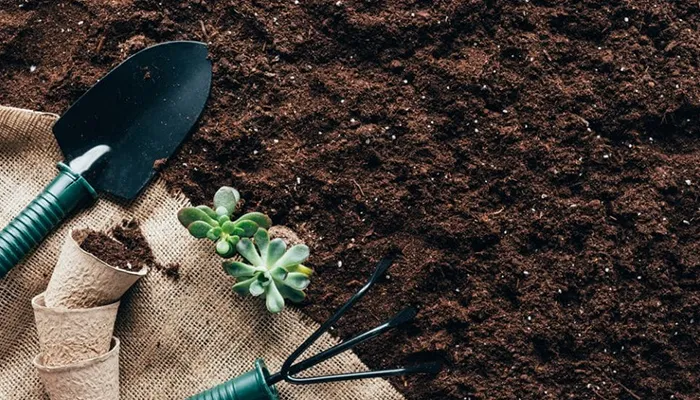 Trồng hoa mười giờ bằng phương pháp găm nhánh cắm vào đất