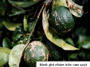 Triệu chứng bệnh ghẻ nhám trên lá