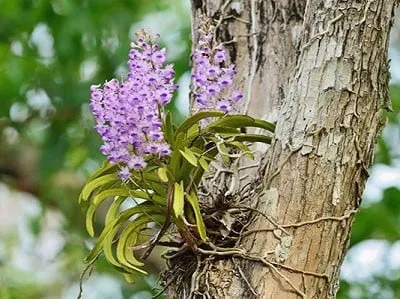 Cách ghép lan vào thân cây sống giúp cây tận dụng độ ẩm tự nhiên