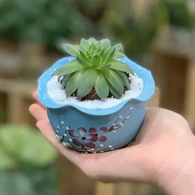 giá bán và mua sen đá phật bà ở đâu