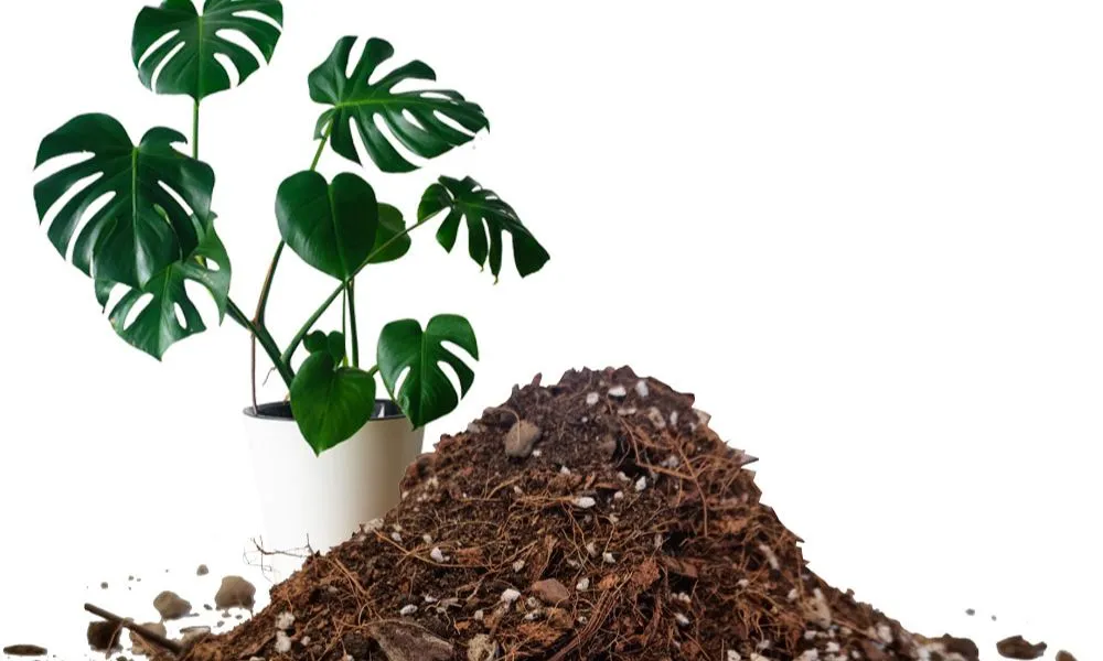 Giá thể là gì? Là hỗn hợp, vật liệu có thể giữ được nước