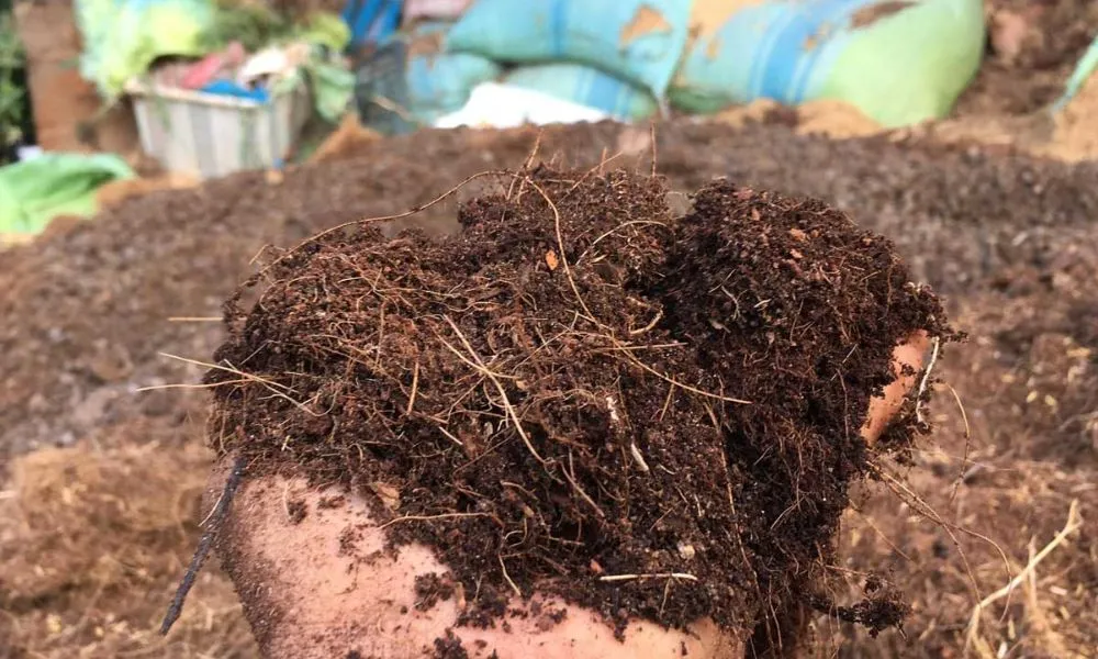 Hãy xử lý giá thể trước khi sử dụng