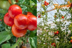 GIÁ THỂ LÀ GÌ? NHỮNG LOẠI GIÁ THỂ PHỔ BIẾN