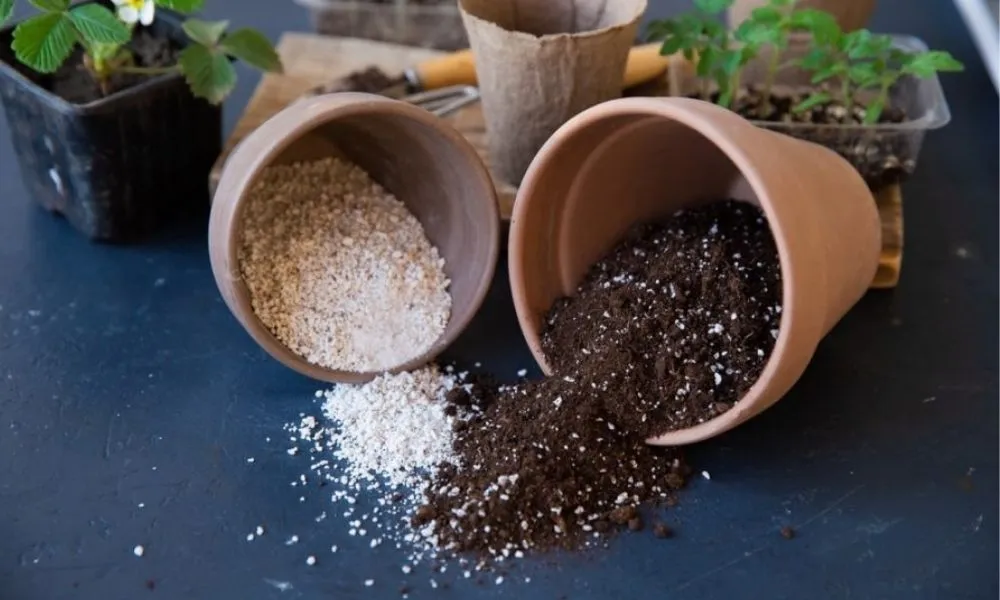 Giá thể trồng cây cảnh giúp cây phát triển khỏe mạnh