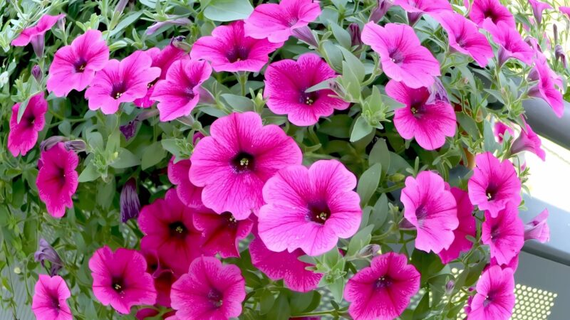 Hướng Dẫn Chi Tiết Cách Trộn Giá Thể Chuẩn Để Trồng Hoa Dạ Yến Thảo (Phần 1)