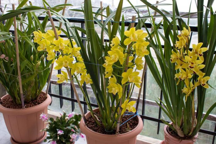 Giá Thể Trồng Địa Lan Tốt Nhất Giúp Cây Phát Triển Vượt Trội