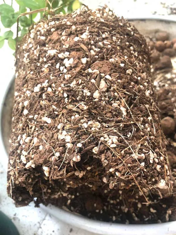 Giá thể trồng hoa hồng tốt nhất giúp cây phát triển rễ mạnh