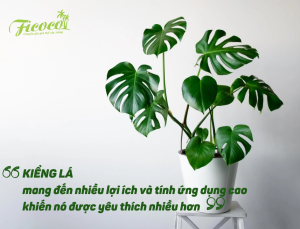 GIÁ THỂ TRỒNG KIỂNG LÁ VÀ NHỮNG LƯU Ý KHI CHĂM SÓC CÂY KIỂNG LÁ