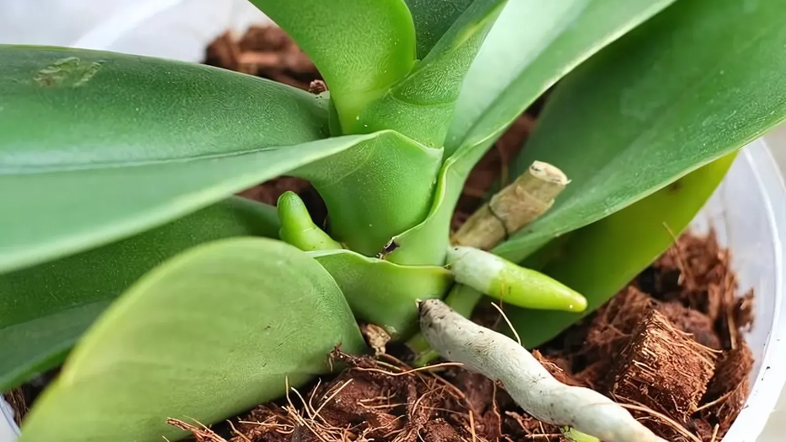 Chuẩn bị đầy đủ các loại nguyên liệu để phối trộn giá thể trồng lan hồ điệp đúng kỹ thuật