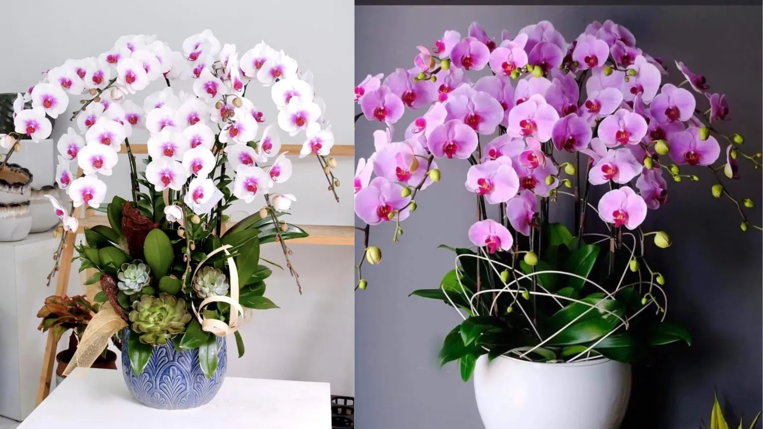 Lan hồ điệp có bộ rễ khí sinh cần môi trường thông thoáng để phát triển khỏe mạnh