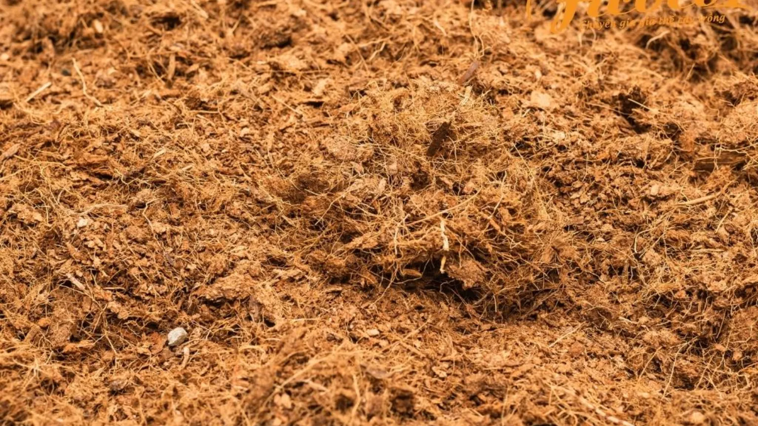 Sử dụng xơ dừa giúp giảm xói mòn chất trồng và bảo vệ rễ lan khỏi nhiệt độ cao
