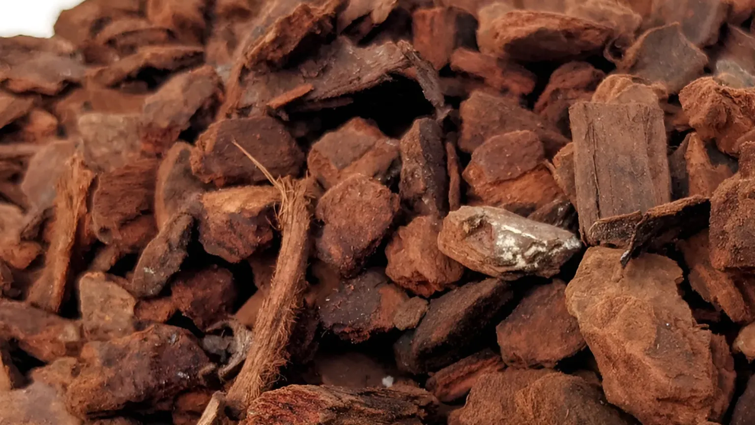 Vỏ thông là giá thể truyền thống có khả năng giữ ẩm tốt và tạo độ thoáng cho rễ lan