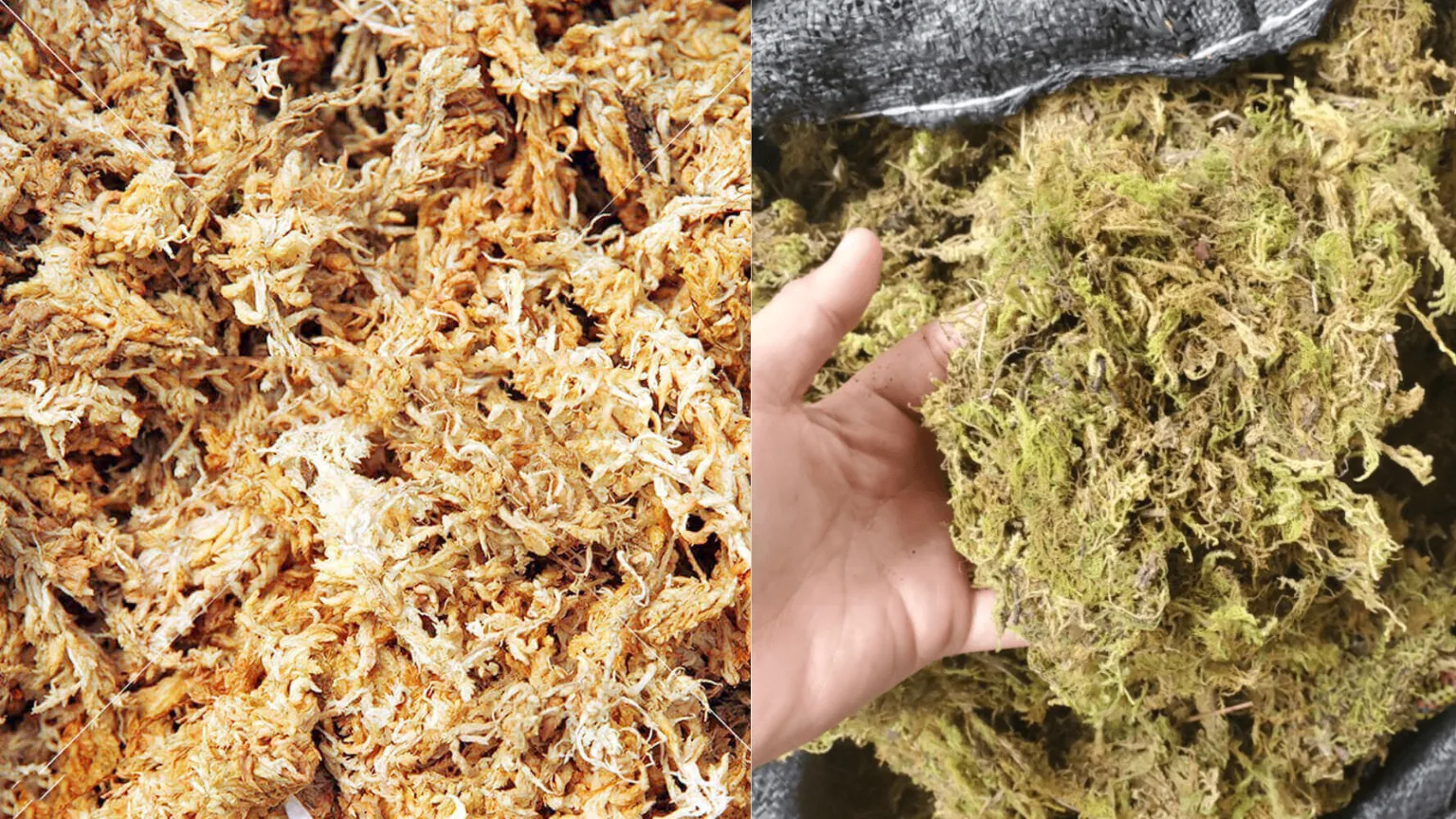 Dớn và rêu cần được ngâm ẩm và xử lý kỹ để loại bỏ tạp chất trước khi trồng lan