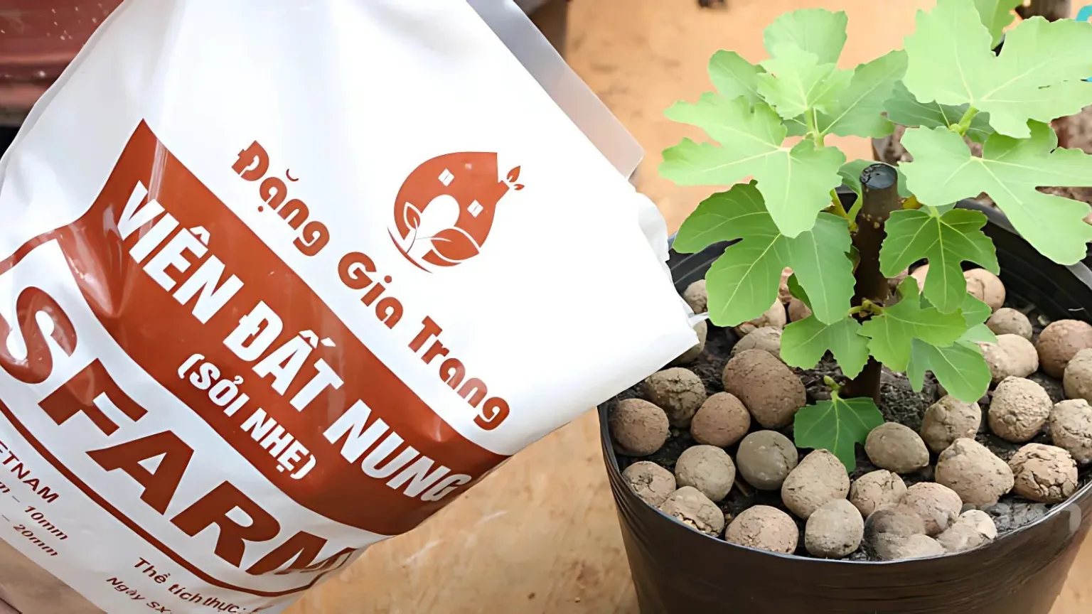 Viên đất nung giúp tạo cấu trúc xốp để giữ oxy và duy trì độ ẩm ổn định quanh rễ