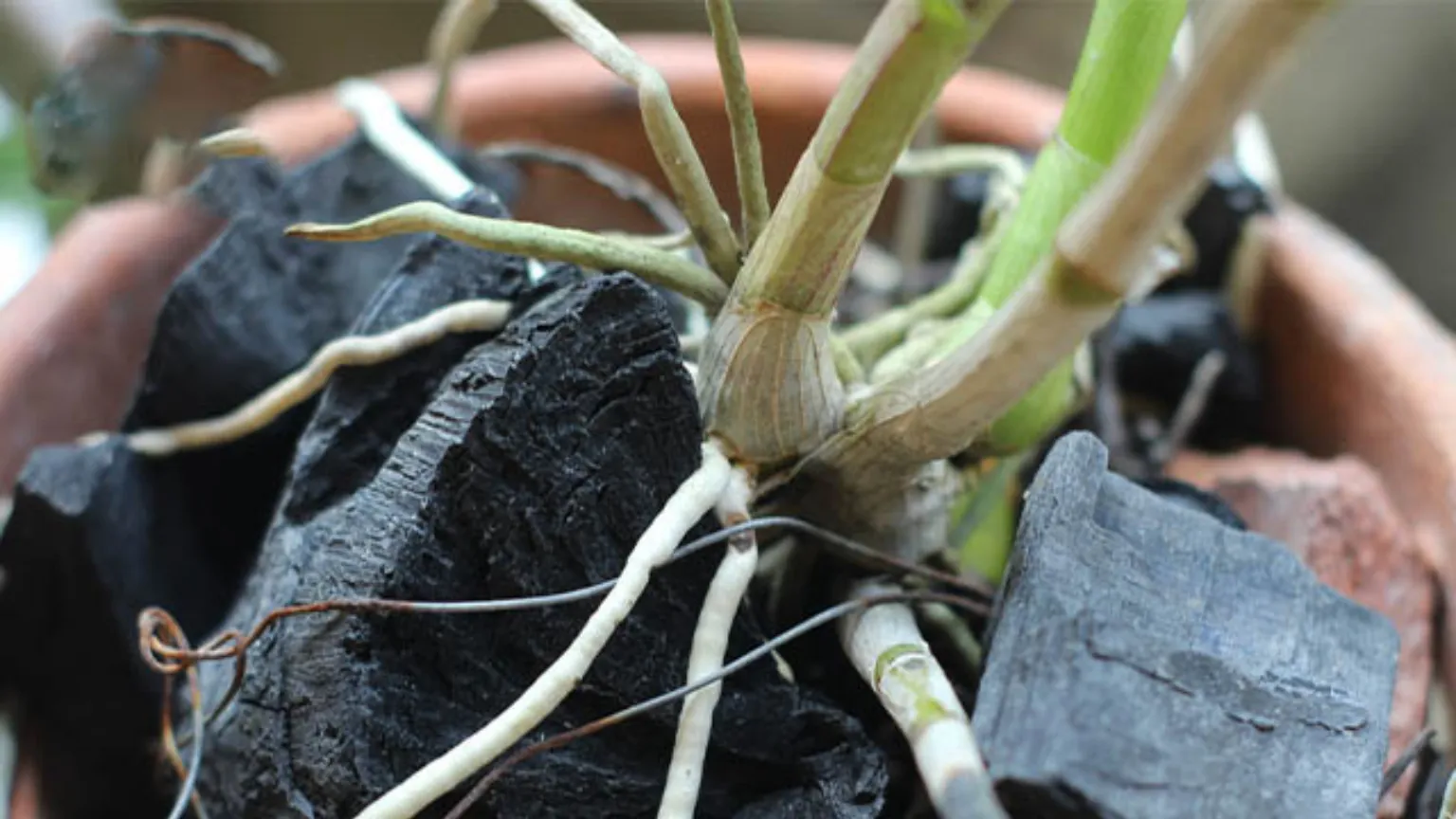 Than củi có khả năng thoát nước nhanh và hỗ trợ sát khuẩn cho bộ rễ lan hiệu quả