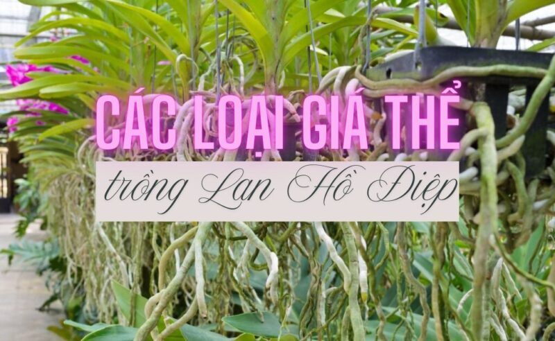 Giá Thể Trồng Thủy Canh: Top 8 Loại Tốt Nhất Cho Cây Trồng