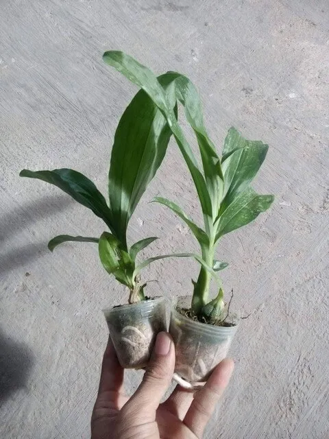 Chọn và xử lý giá thể trồng lan thiên nga cần chú ý những gì?