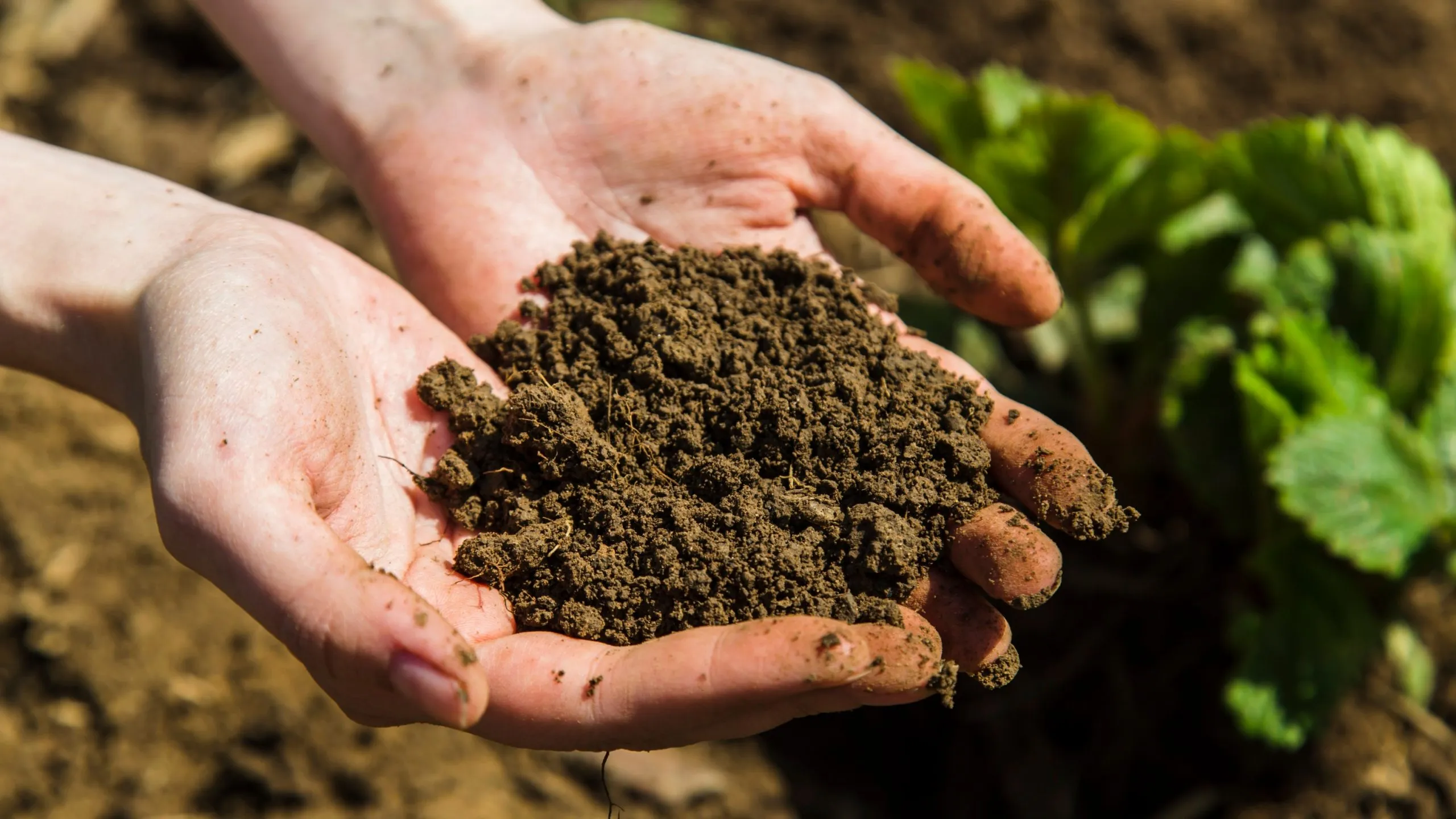 Đất phù sa chứa nhiều dưỡng chất tự nhiên