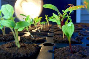 GIÁ THỂ TRỒNG RAU THUỶ CANH