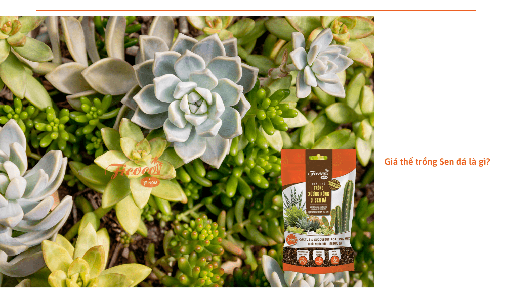 gia-the-trong-sen-da-la-gi