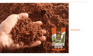 Giá thể trồng sen đá là gì? Có những loại giá thể sen đá nào?