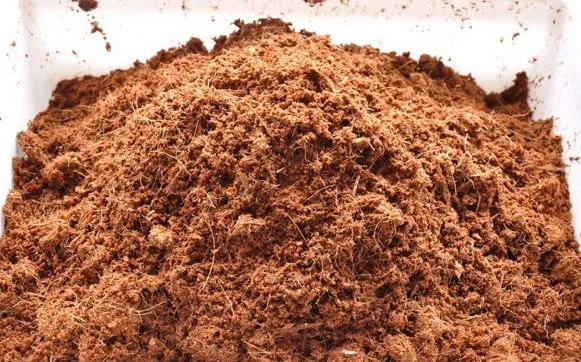 Giá thể xơ dừa đã được xử lý, sẵn sàng cho việc trồng rau mầm