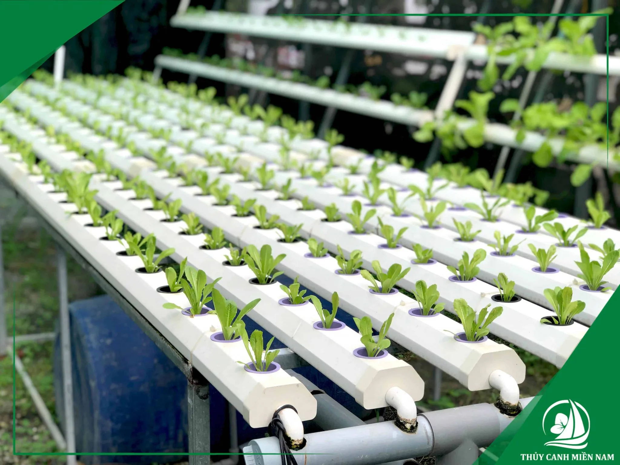 Giàn rau thủy canh hồi lưu lắp đặt trên sân thượng đón nắng