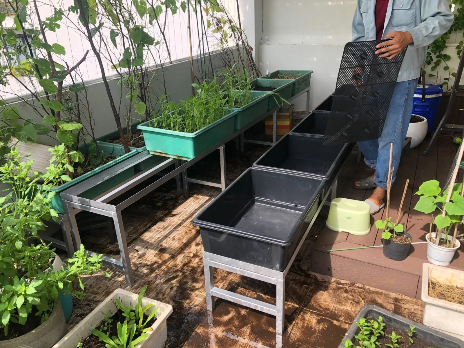 Giàn trồng rau sạch tại nhà thiết kế theo dạng đôn kê chậu