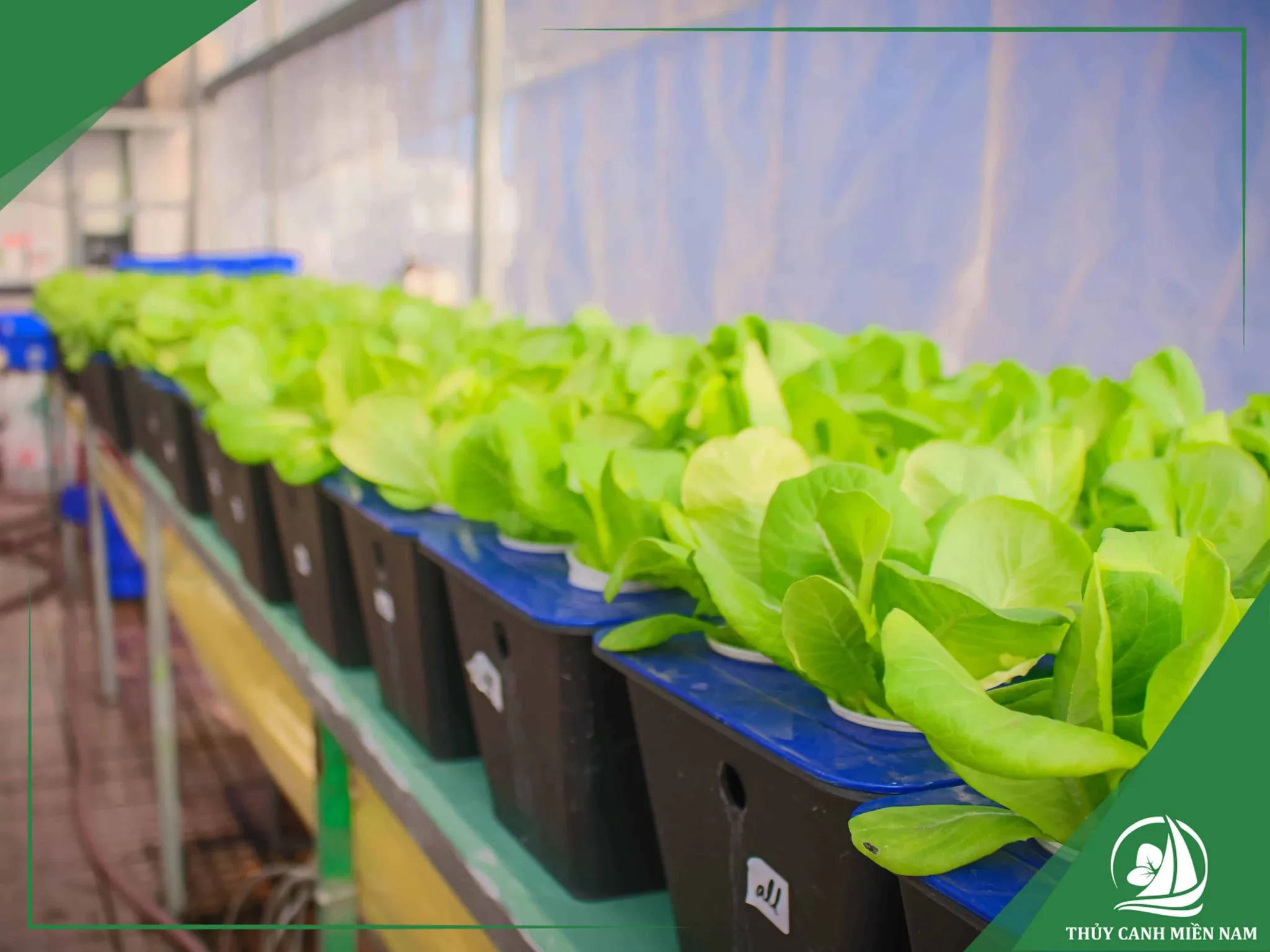 Giàn trồng rau thủy canh tĩnh phù hợp với hộ gia đình tại thành phố