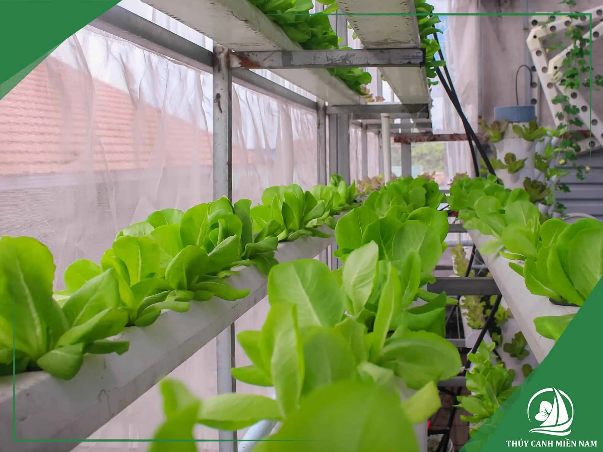 giàn rau thuỷ canh xanh tốt nhờ chọn đúng máy bơm