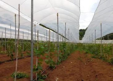 Tạo tán cho cây nho