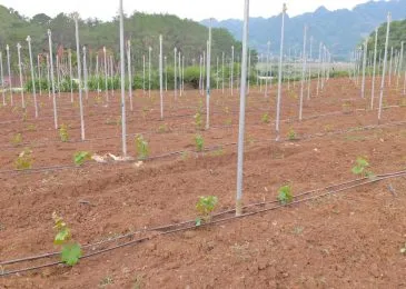 Giàn nho chú ý kỹ thuật làm giàn