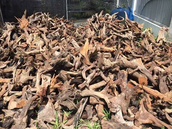 Gỗ lũa được xử lý sạch sẽ tạo nên những tác phẩm nghệ thuật lan rừng độc đáo