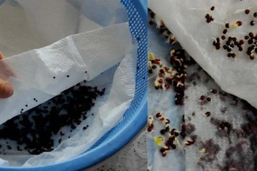 Gieo hạt đều trên giấy ăn ẩm