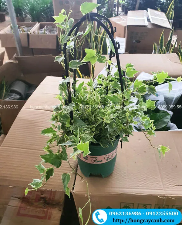 Giỏ thường xuân treo