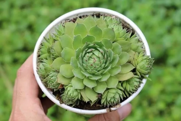 giới thiệu cây sen đá phật bà