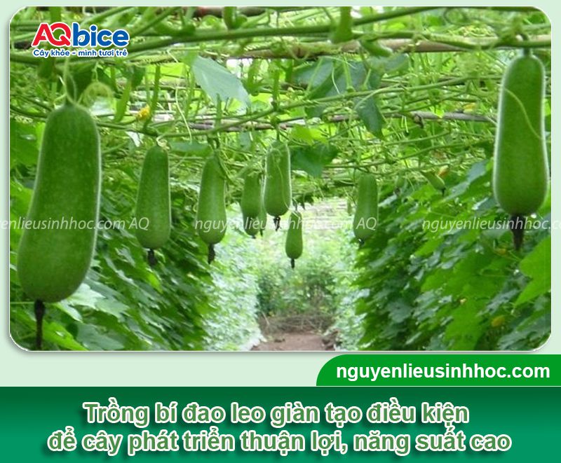 Kỹ Thuật Trồng Chanh Dây: Hướng Dẫn Chi Tiết Từ A-Z Để Vườn Năng Suất