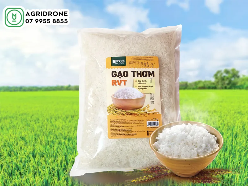 giong lua thom RVT 01