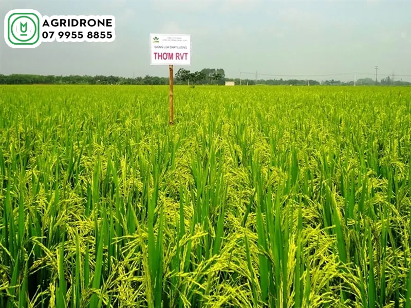 giong lua thom RVT 02