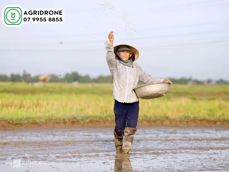 giong lua thom RVT 03