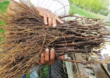 Cây nho giống 1 năm tuổi rễ trần