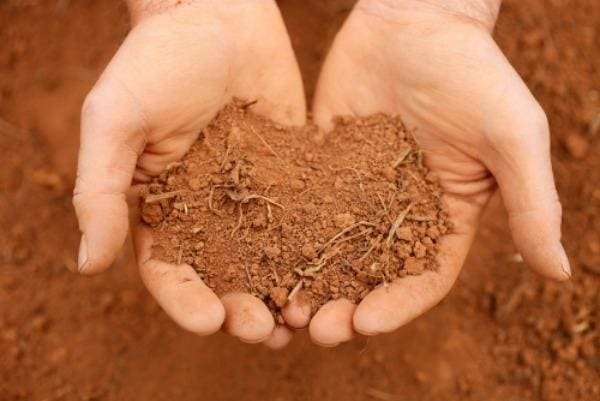 Đông Nam Bộ Trồng Nhiều Cây Gì? Khám Phá Tiềm Năng Nông Nghiệp Vùng Đất Vàng