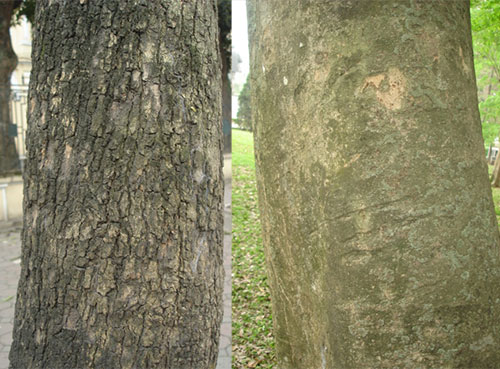 Cách Nhận Biết Cây Sưa Đỏ: Phân Biệt Chính Xác Từ Lá Đến Gỗ