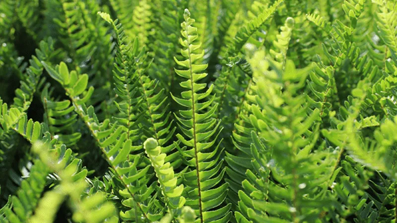 Lá dương xỉ có dạng lông chim, màu xanh đậm